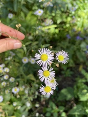 Erigeron philadelphicus