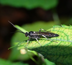 Coelichneumon