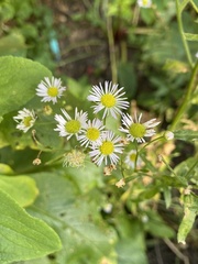 Erigeron philadelphicus