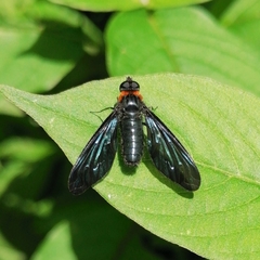 Cyananthrax cyanopterus