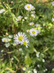 Erigeron philadelphicus