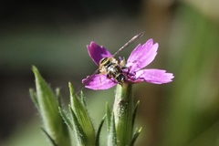 Toxomerus occidentalis