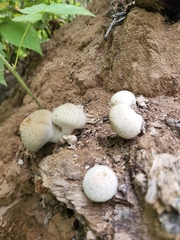 Lycoperdon perlatum
