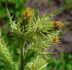 Cirsium osterhoutii