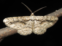 Anavitrinella pampinaria