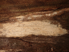 Antrodia heteromorpha