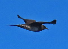 Stercorarius longicaudus