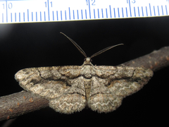 Anavitrinella pampinaria