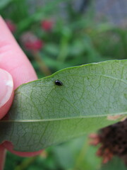 Chaetocnema confinis