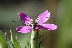 Toxomerus occidentalis