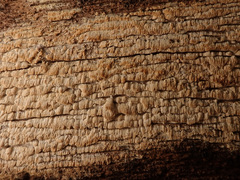 Antrodia heteromorpha