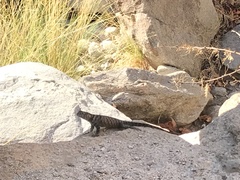 Sceloporus orcutti