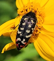 Acmaeodera disjuncta