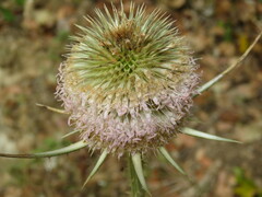 Dipsacus comosus