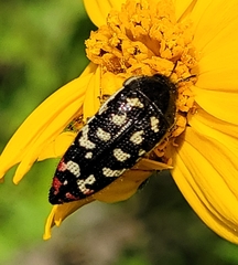Acmaeodera disjuncta