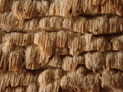 Antrodia heteromorpha