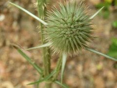 Dipsacus comosus