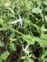 Rytidostylis gracilis