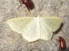 Destutia flumenata