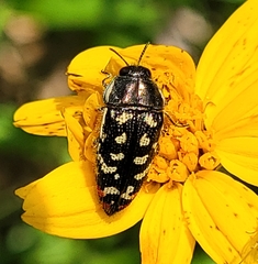 Acmaeodera disjuncta