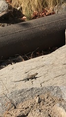 Sceloporus orcutti