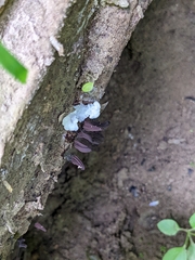 Stemonitis splendens