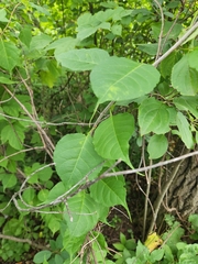 Celastrus orbiculatus