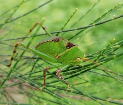 Stilpnochlora
