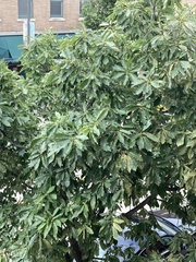 Quercus muehlenbergii