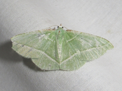 Dichorda consequaria