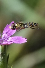 Toxomerus occidentalis