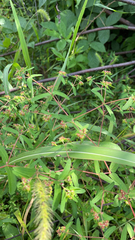 Euphorbia nutans