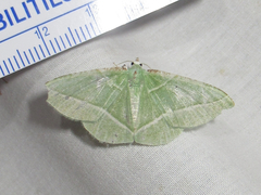 Dichorda consequaria