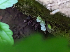 Stemonitis splendens