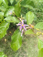 Solanum subinerme
