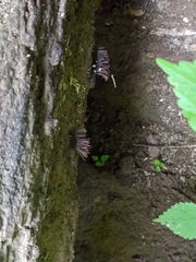 Stemonitis splendens