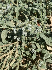 Heliotropium