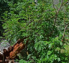 Sorbus scopulina