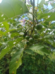 Solanum subinerme