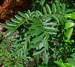 Sorbus scopulina