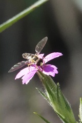 Toxomerus occidentalis