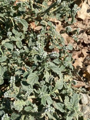 Heliotropium