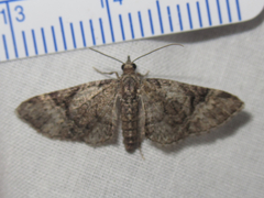 Eupithecia edna