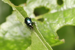 Eumolpinae
