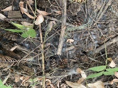 Tamiasciurus hudsonicus