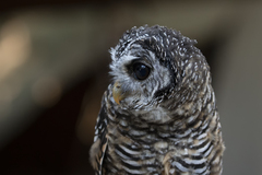 Strix chacoensis
