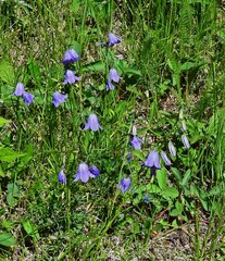 Campanula rotundifolia
