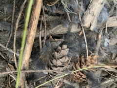 Tamiasciurus hudsonicus