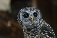 Strix chacoensis