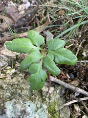 Sceptridium biternatum